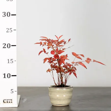 image supplémentaire - NANDINA "BAMBOU SACRE" 1-20