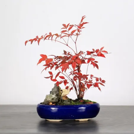 NANDINA "BAMBOU SACRE" 2-1