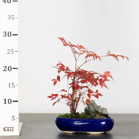 image supplémentaire - NANDINA "SACRED BAMBOO" 2-1