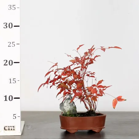 image supplémentaire - NANDINA "SACRED BAMBOO" 2-2