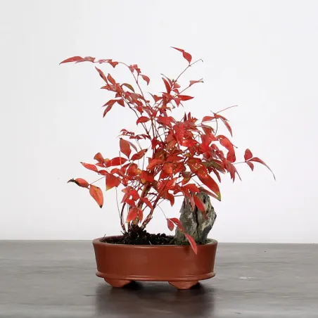 NANDINA "SACRED BAMBOO" 2-2