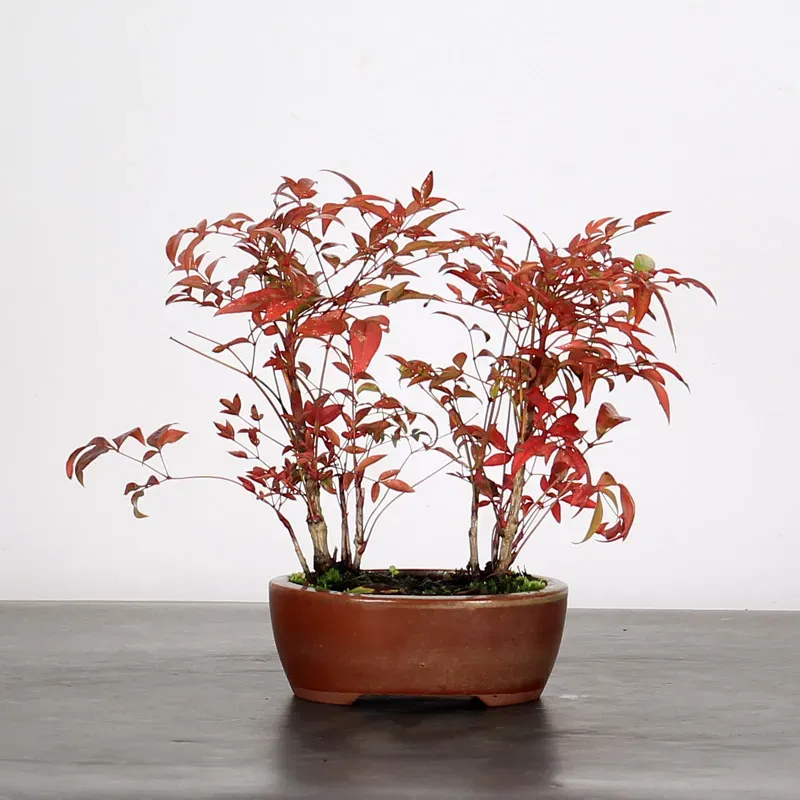 NANDINA "SACRED BAMBOO" 2-3