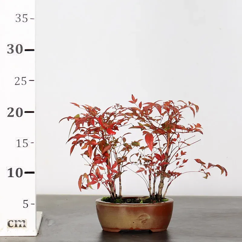 image supplémentaire - NANDINA "SACRED BAMBOO" 2-3