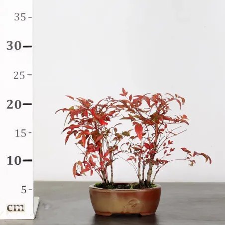 image supplémentaire - NANDINA "BAMBOU SACRE" 2-3