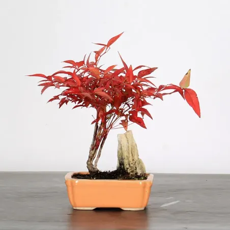 NANDINA "SACRED BAMBOO" 2-4