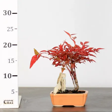 image supplémentaire - NANDINA "SACRED BAMBOO" 2-4