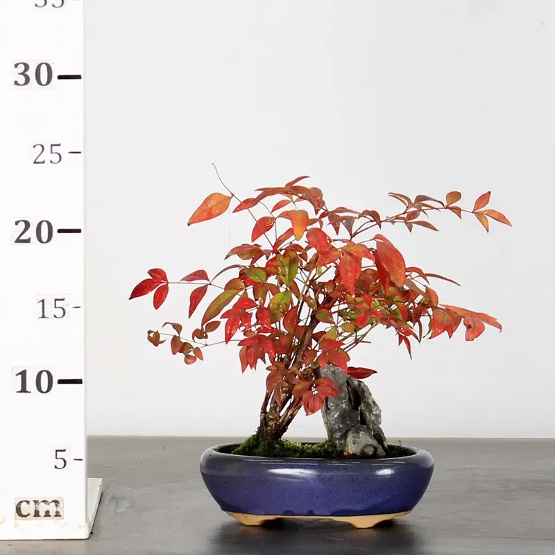 image supplémentaire - NANDINA "SACRED BAMBOO" 2-5