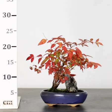 image supplémentaire - NANDINA "SACRED BAMBOO" 2-5