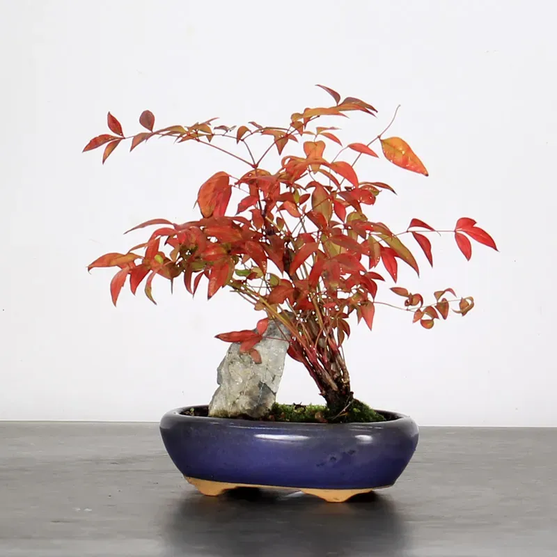 NANDINA "SACRED BAMBOO" 2-5