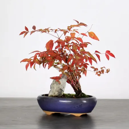 NANDINA "SACRED BAMBOO" 2-5