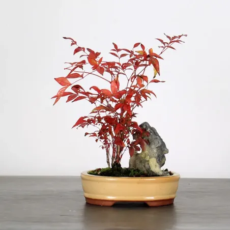 NANDINA "SACRED BAMBOO" 2-6