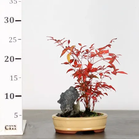 image supplémentaire - NANDINA "SACRED BAMBOO" 2-6