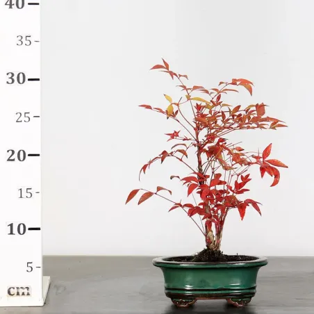 image supplémentaire - NANDINA "BAMBOU SACRE" 2-7