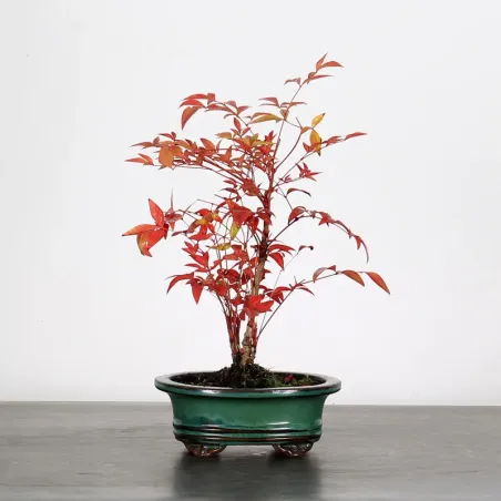 NANDINA "BAMBOU SACRE" 2-7