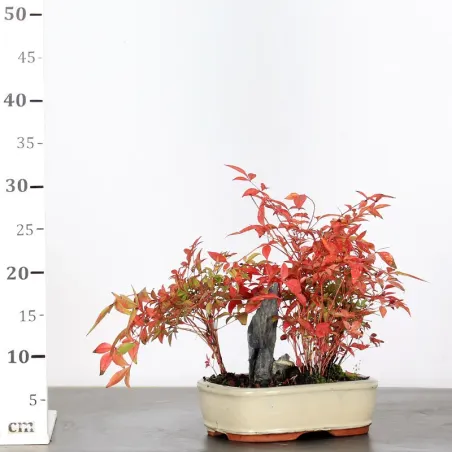 image supplémentaire - NANDINA "SACRED BAMBOO" 2-8