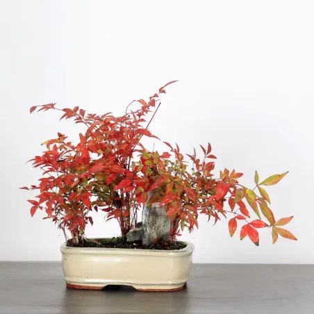 NANDINA "SACRED BAMBOO" 2-8