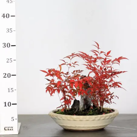 image supplémentaire - NANDINA "SACRED BAMBOO" 2-9