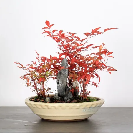 NANDINA "SACRED BAMBOO" 2-9