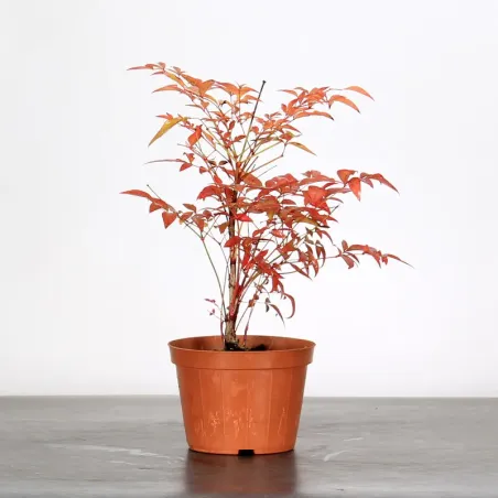 NANDINA "SACRED BAMBOO" 2-10