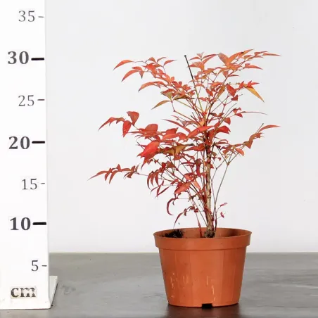 image supplémentaire - NANDINA "SACRED BAMBOO" 2-10