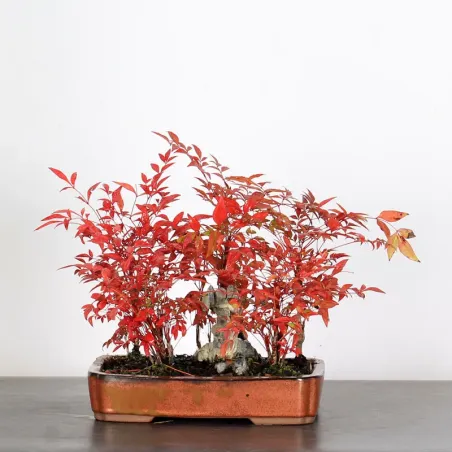 NANDINA "BAMBOU SACRE" 2-12