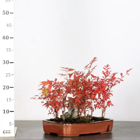 image supplémentaire - NANDINA "SACRED BAMBOO" 2-12