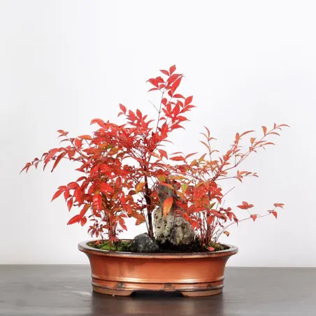 NANDINA "BAMBOU SACRE" 2-13