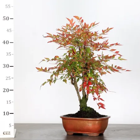 image supplémentaire - NANDINA "SACRED BAMBOO" 2-14