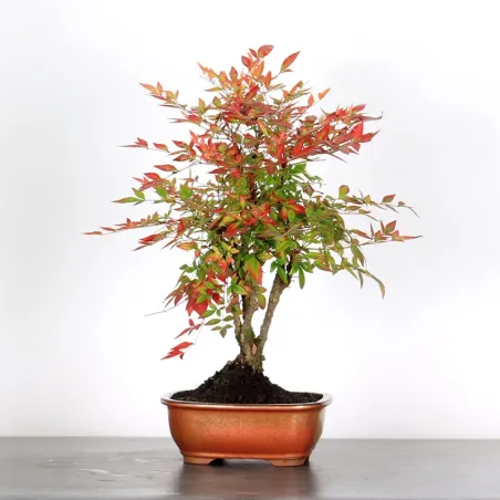 NANDINA "BAMBOU SACRE" 2-14
