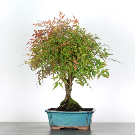 NANDINA "BAMBOU SACRE" 2-15