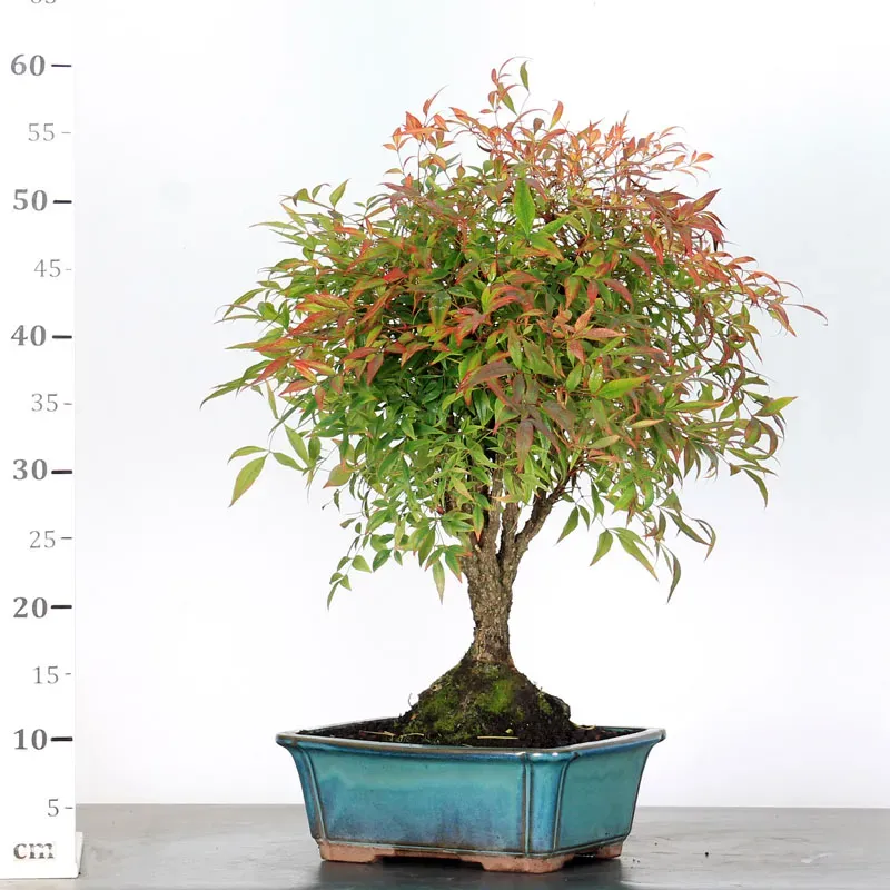 image supplémentaire - NANDINA "BAMBOU SACRE" 2-15