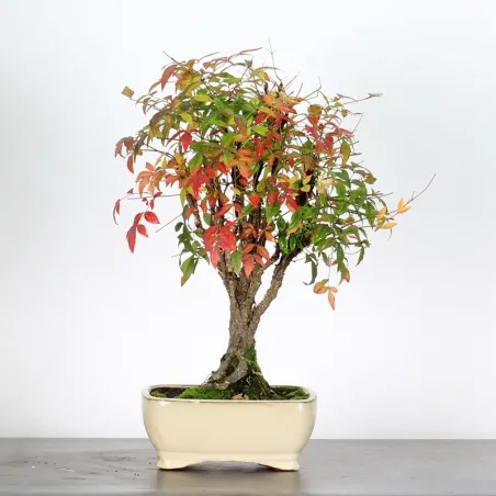 NANDINA "BAMBOU SACRE" 2-16