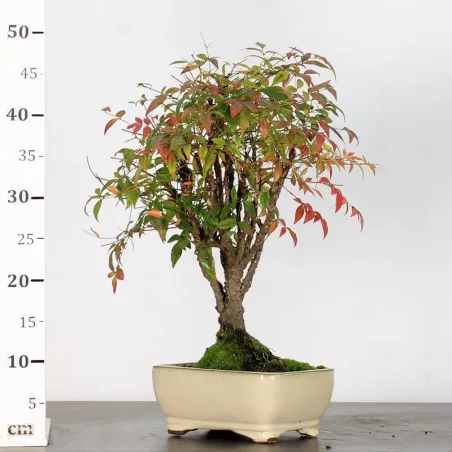 image supplémentaire - NANDINA "BAMBOU SACRE" 2-16