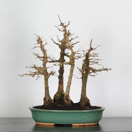 Maple forest "ACER BUERGÉRIANUM" 1-1