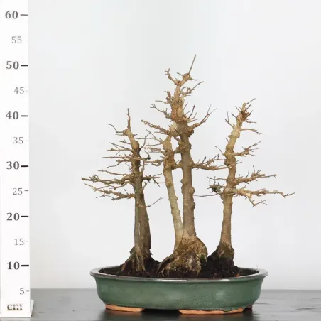 image supplémentaire - FORÊT ÉRABLE "ACER...