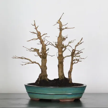Bonsai Erable Burger Bosquet ABF-1-2