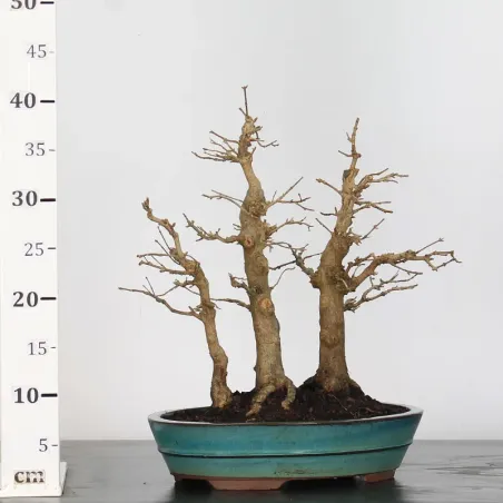 image supplémentaire - FORÊT Érable "ACER...