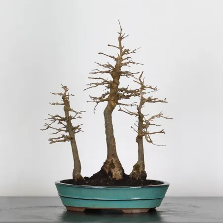 Bonsai Maple Grove ABF-1-3