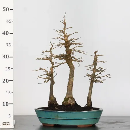 image supplémentaire - Forêt érable "acer...