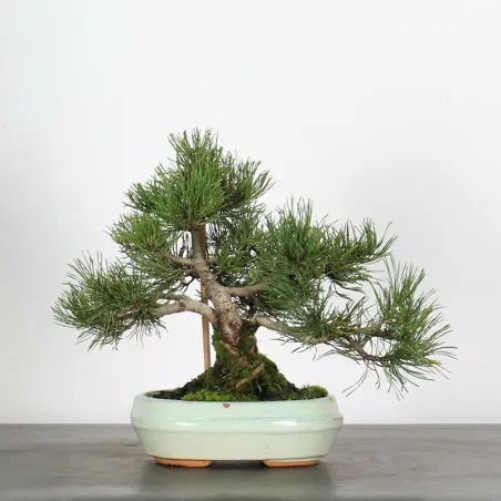 Pin mugo bonsai PM-1-5