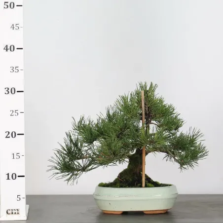 image supplémentaire - BONSAI PIN MUGO 1-5
