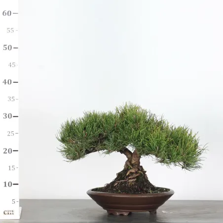 image supplémentaire - BONSAI PIN MUGO 1-7