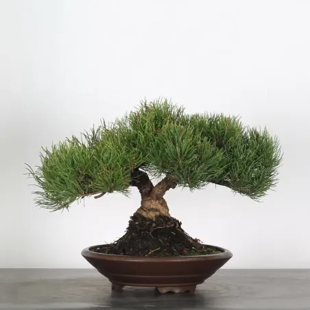 Pin mugo bonsai PM-1-7