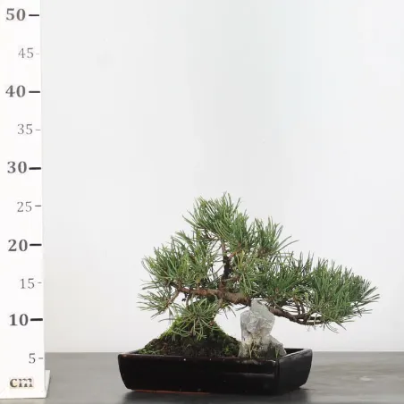 image supplémentaire - BONSAI PINUS MUGO 1-8