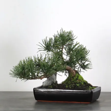 Pin mugo bonsai PM-1-8