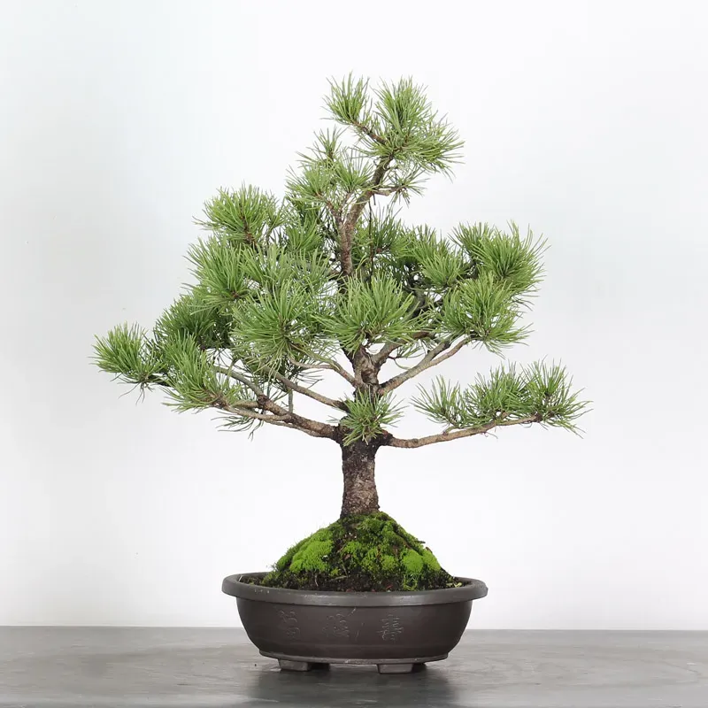 Mugo Bonsai Pine PM-1-12