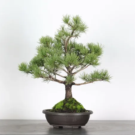 Pin mugo bonsai PM-1-12
