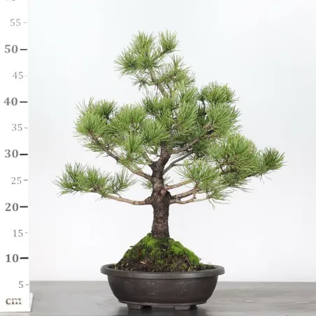 image supplémentaire - BONSAI PINUS MUGO 1-12