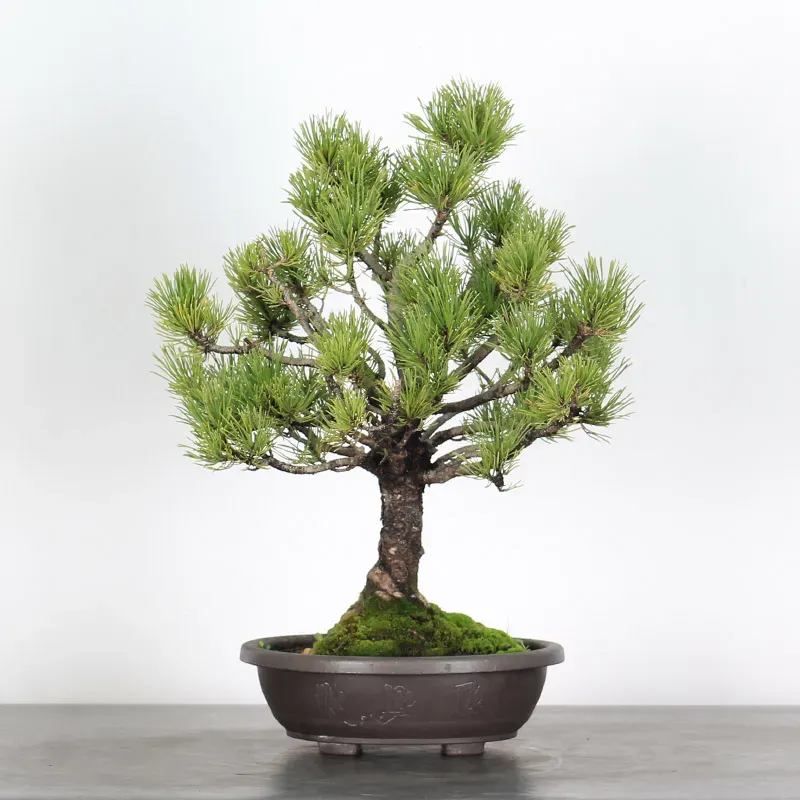 Pin mugo bonsai PM-1-13