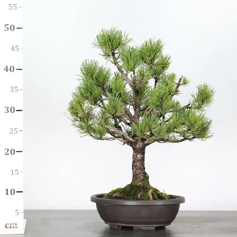 image supplémentaire - BONSAI PIN MUGO 1-13